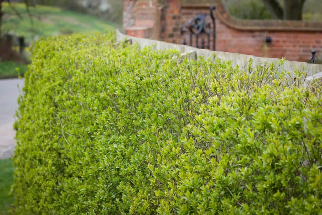 Una siepe di ligustro selvatico (ligustrum vulgare) che cresce al di fuori di una casa nel Regno Unito