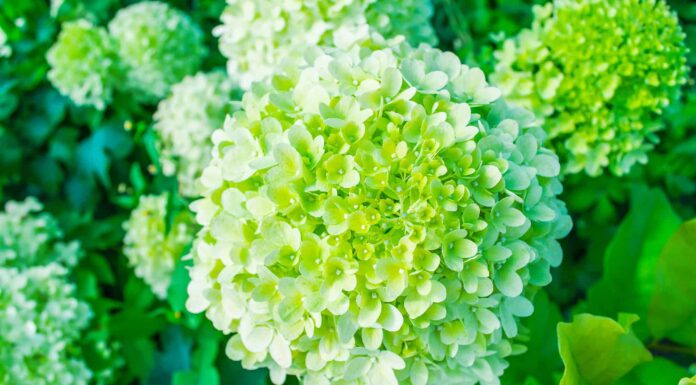 Limelight Hydrangea Tree vs Limelight Hydrangea Bush
