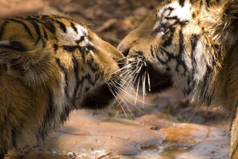 Due tigri del Bengala, Karnataka, India