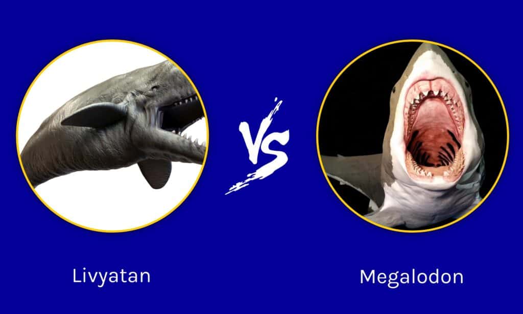 Livyatan contro Megalodonte