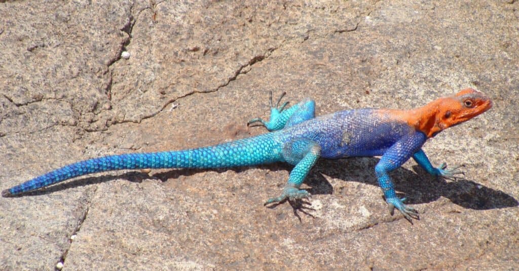 Lucertole invasive - Agama dalla testa rossa africana