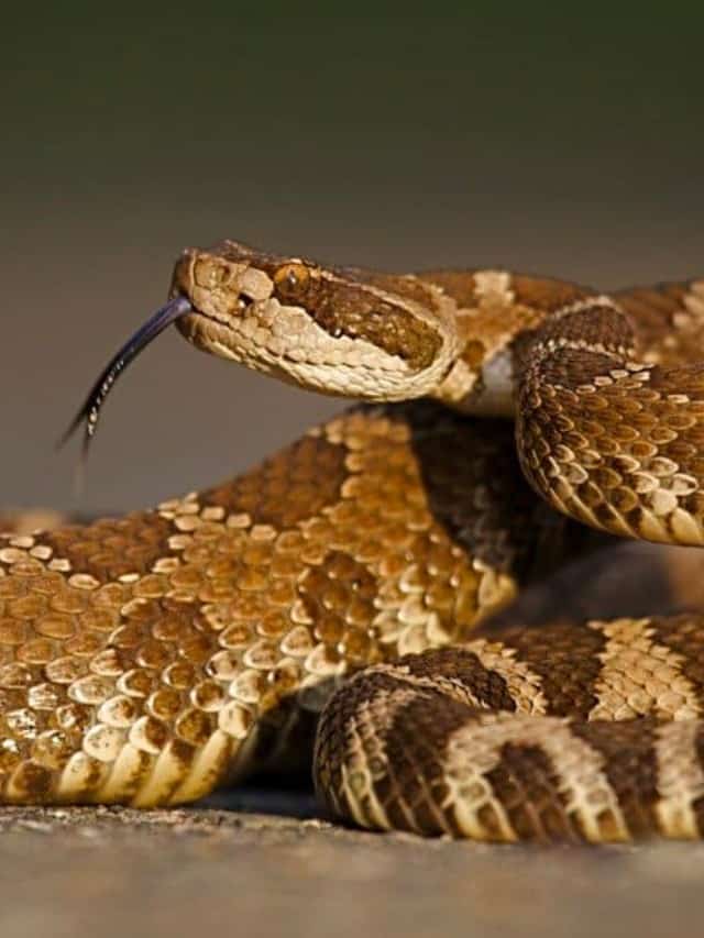 10 incredibili fatti sul serpente a sonagli (n. 8 è decisamente pazzo) immagine del poster