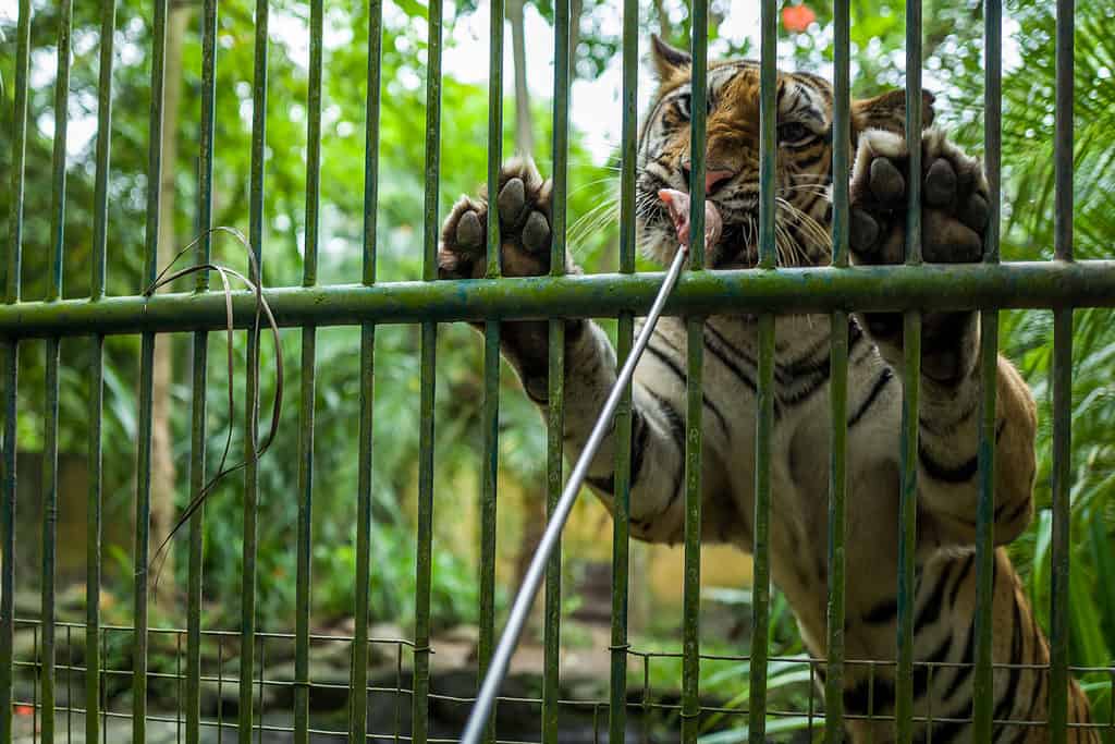 La tigre si appoggia alla gabbia mentre viene nutrita dall'altra parte