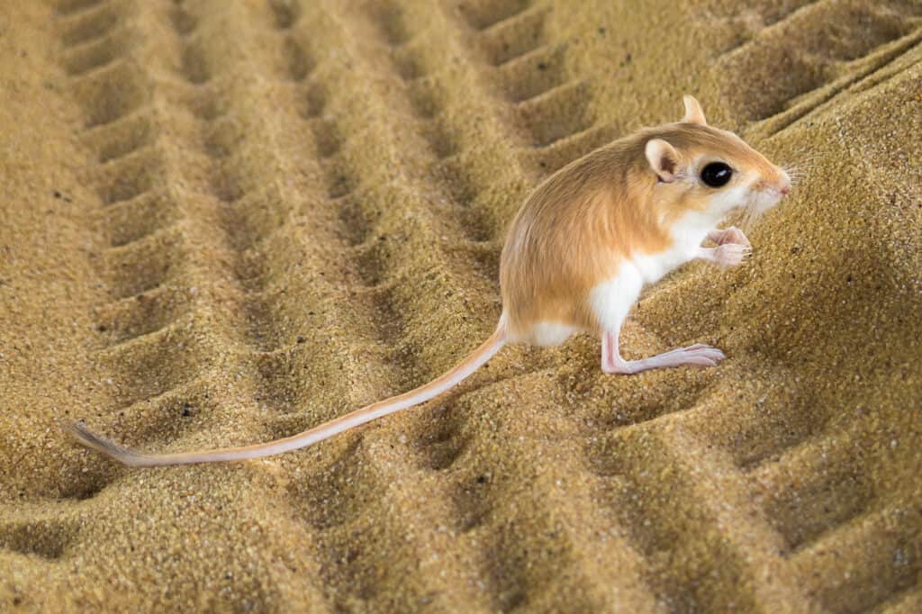 tappetino per mouse canguro