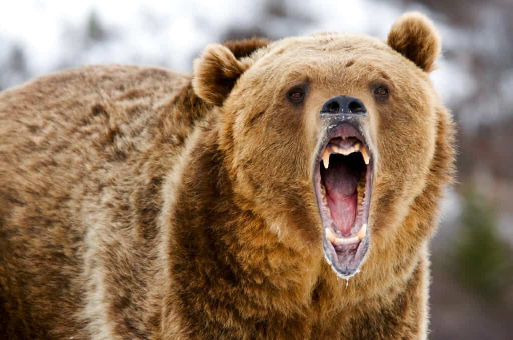 Ruggito dell'orso grizzly