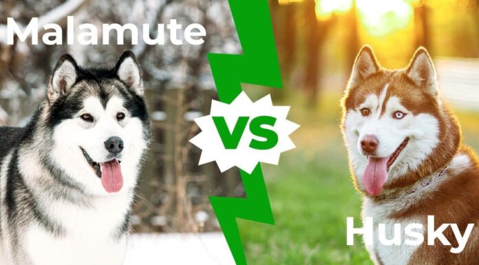 Malamute vs Husky: le 7 differenze che li distinguono
