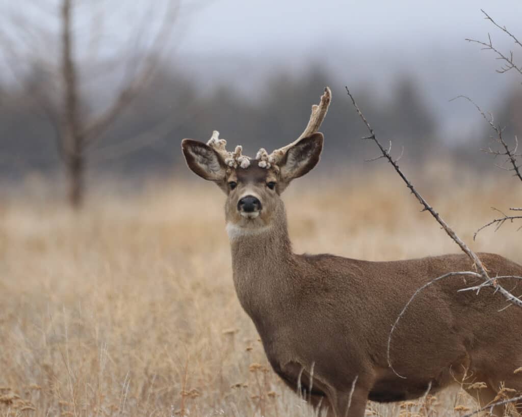 Un cactus Buck fissa la telecamera