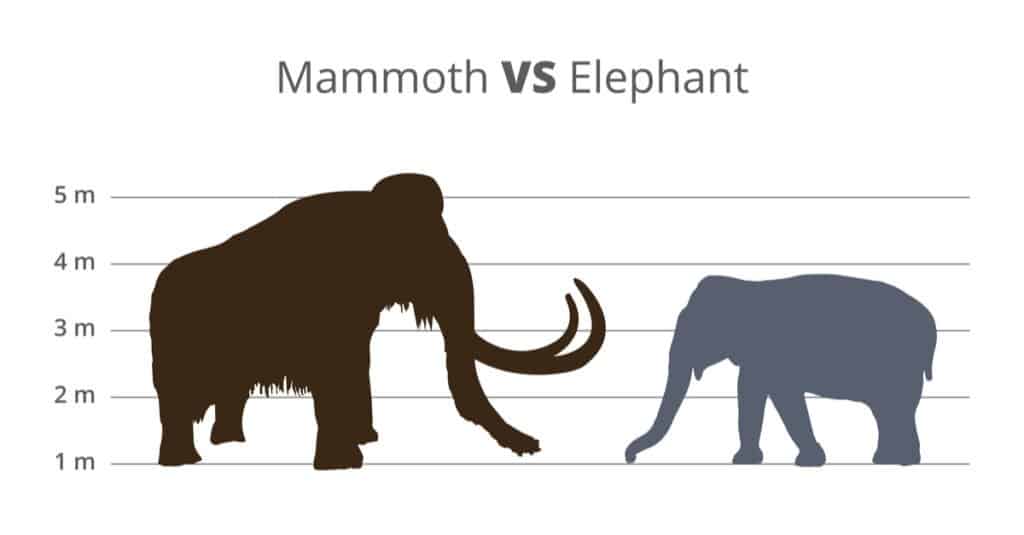 Elefante contro mammut 