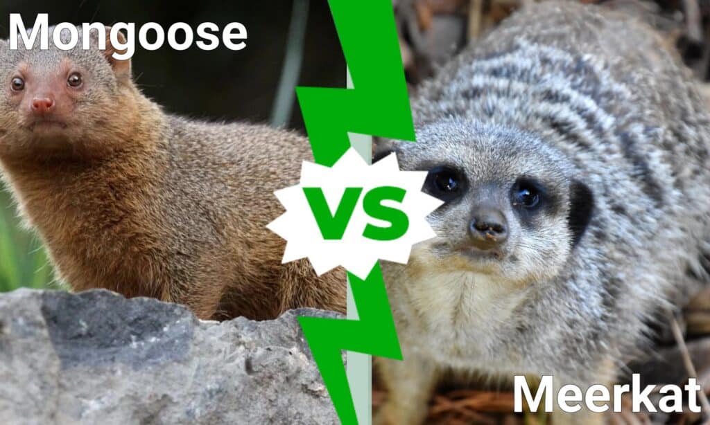 mangusta vs suricato