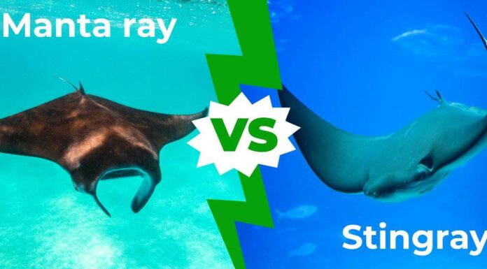 Manta Ray vs Stingray: 9 differenze chiave spiegate
