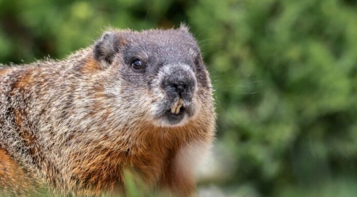 Marmotta contro marmotta: qual è la differenza?
