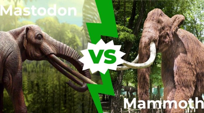 Mastodon vs Mammoth: 7 differenze chiave spiegate
