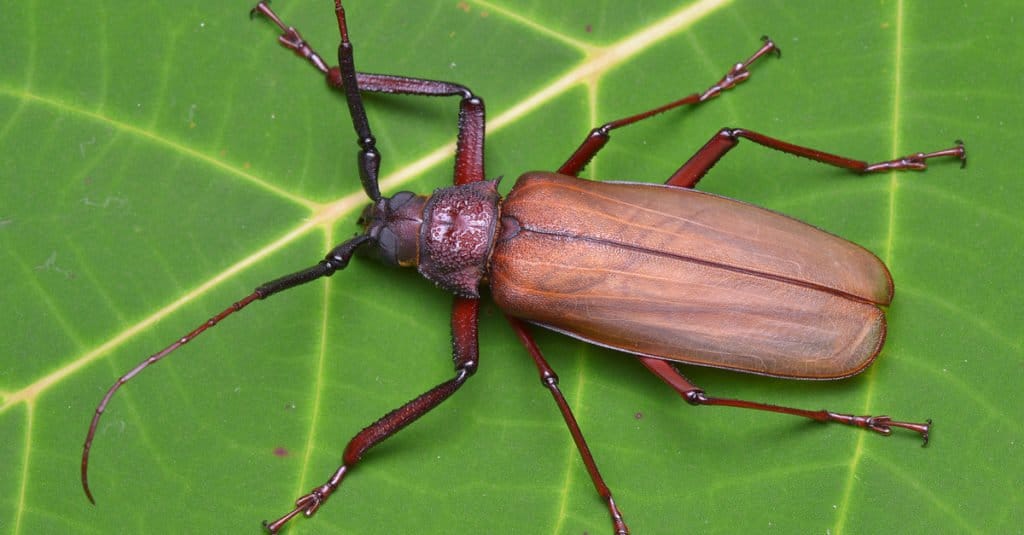 Insetti più grandi - Titan Beetle