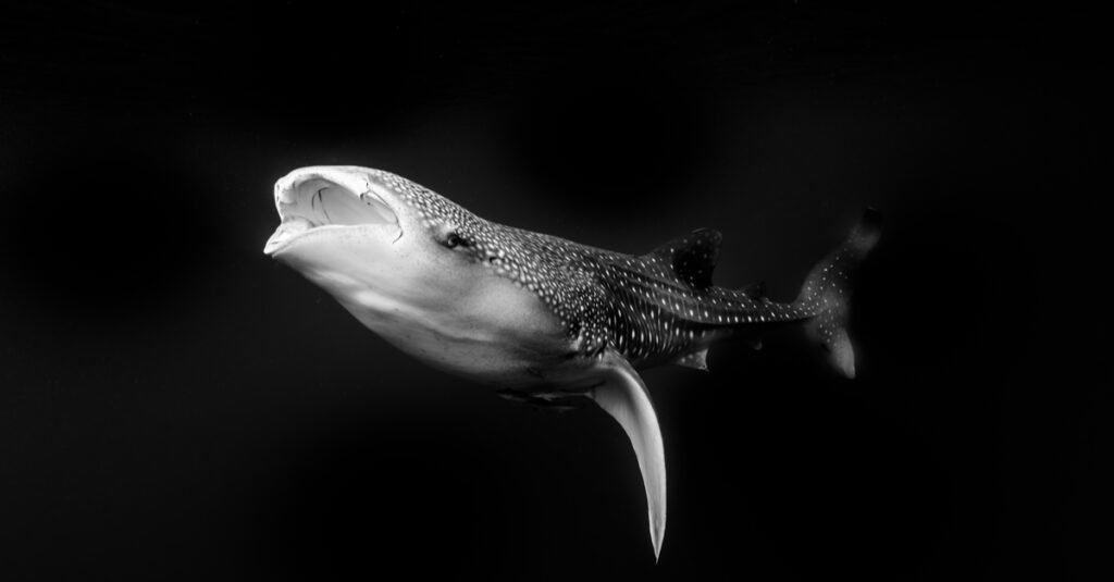 Megalodonte contro squalo balena - Cucciolo di squalo balena su sfondo nero