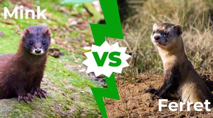 Mink vs Ferret: spiegate le 5 differenze principali
