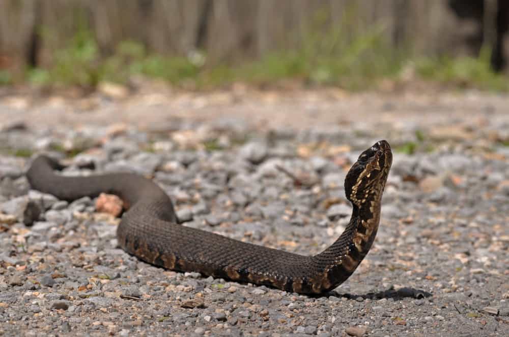 Un serpente cottonmouth con la testa sollevata, strisciante su un pavimento di ghiaia.
