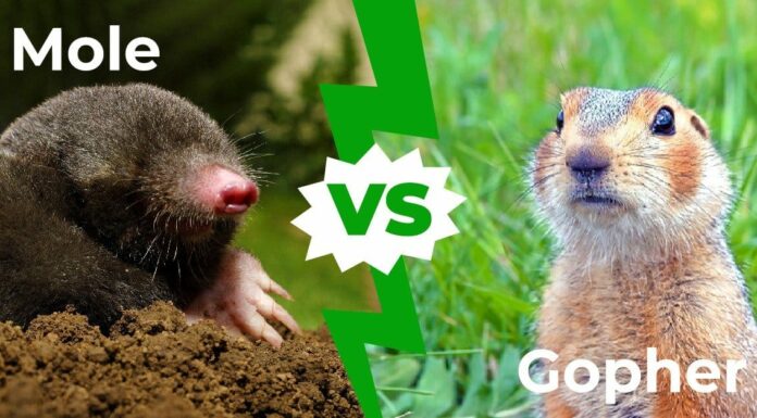 Mole vs Gopher: 7 differenze chiave spiegate
