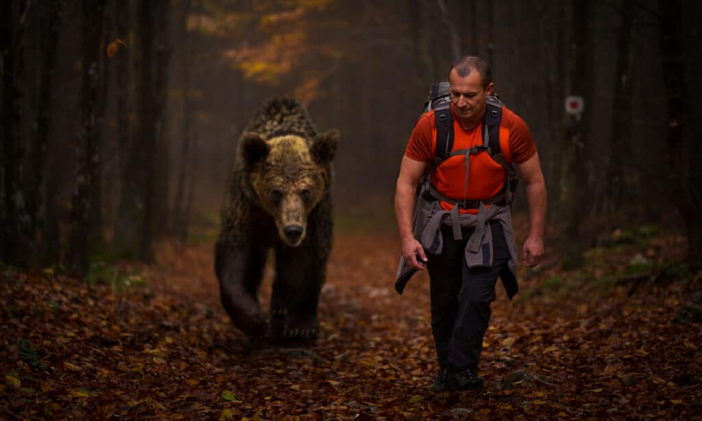 Escursionismo, orso, persone, uomini, orso grizzly