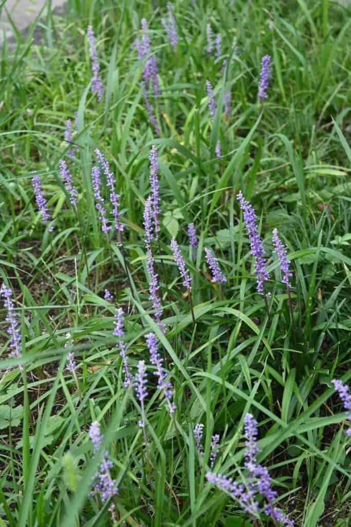 Tappeto erboso del giglio dell'erba della scimmia di Liriope