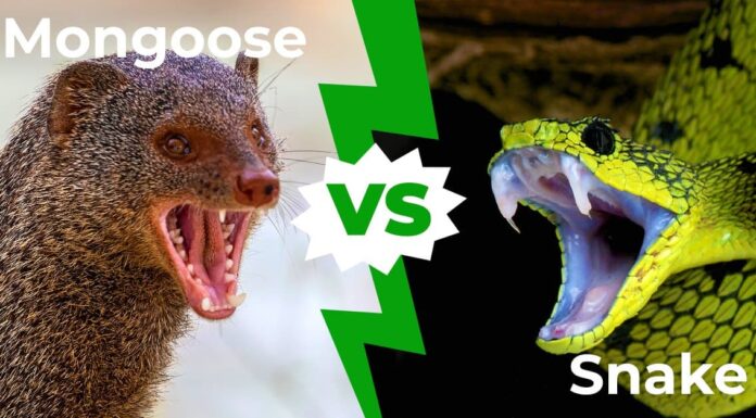 Mongoose vs Cobra: chi vincerebbe in un combattimento?
