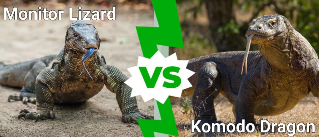Varano contro il drago di Komodo