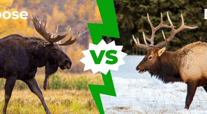 Moose vs Elk: 5 differenze chiave spiegate
