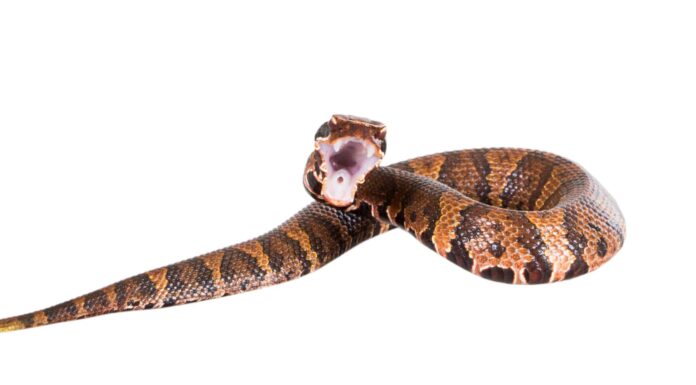 Morso di serpente Copperhead: quanto sono letali?
