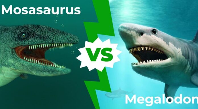Mosasaurus vs Megalodon: chi vincerebbe in un combattimento?
