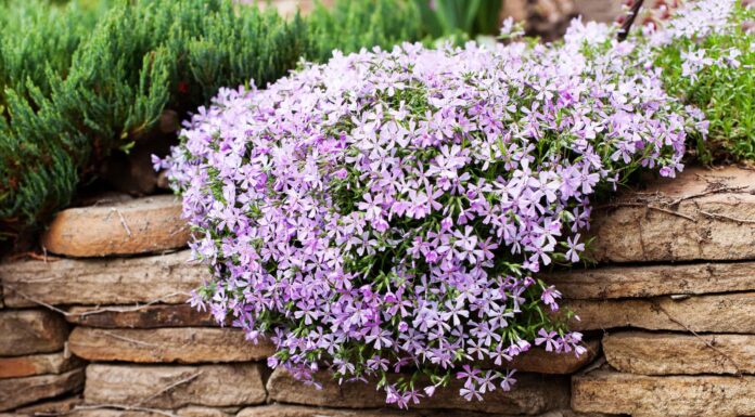 Moss Phlox contro Phlox strisciante
