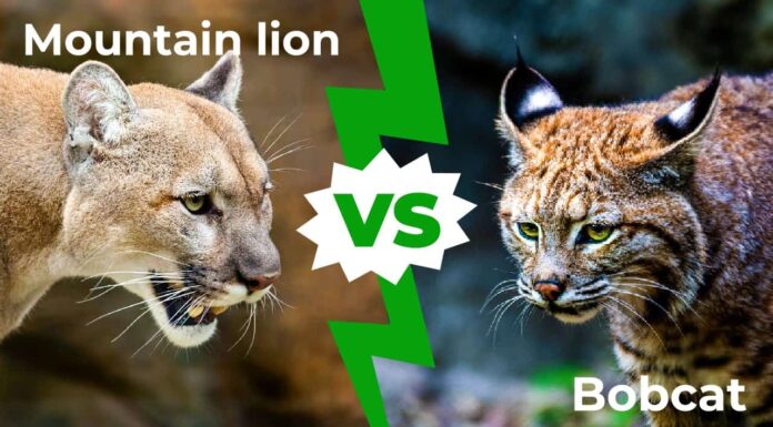 Mountain lion vs bobcat