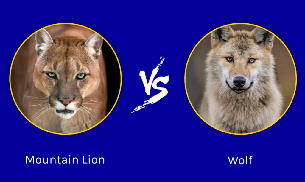 Leone di montagna contro lupo