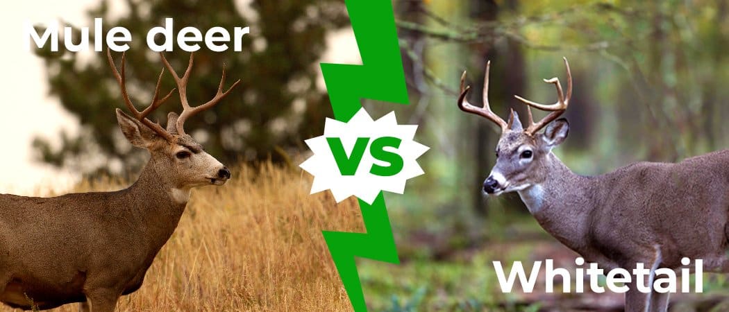 Mule Deer vs White-tail: 5 differenze chiave spiegate