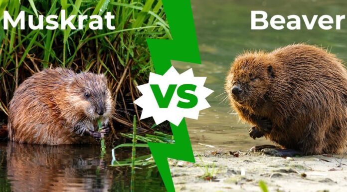 Muskrat vs Beaver: 6 differenze chiave spiegate
