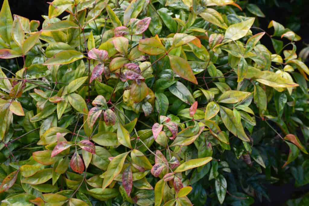 Close up di piante da giardino Nandina domestica fire power.