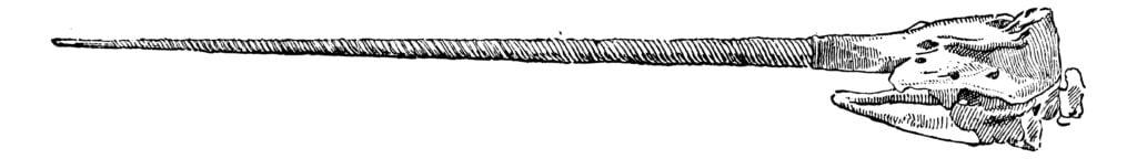 Narwhal Tusk - Un'illustrazione del teschio di Narwhal