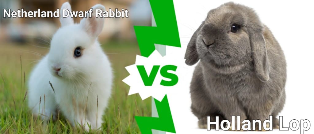 Netherland Dwarf Rabbit contro Holland Lop