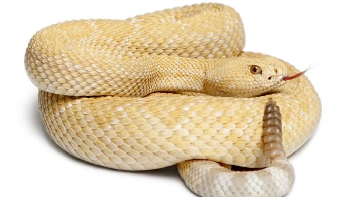 Non crederai ai tuoi occhi: guarda come un serpente a sonagli albino emette un avvertimento mortale

