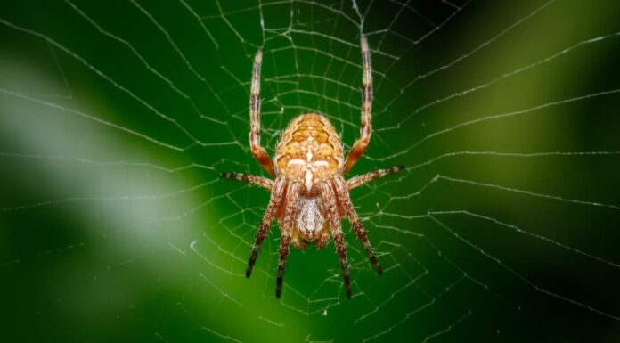 Nuovo studio: cosa hanno a che fare la visione notturna e l'intelligenza artificiale con i ragni?
