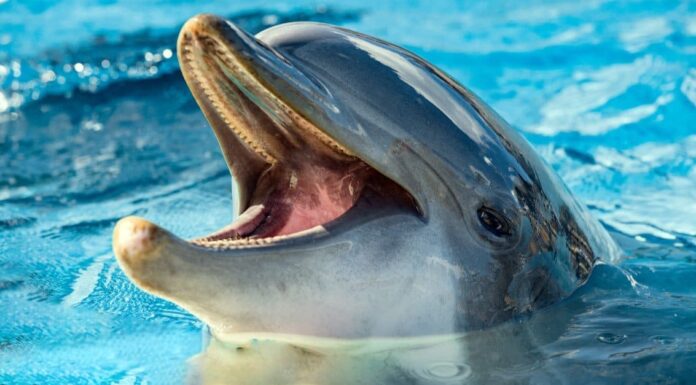 Nuovo studio: i delfini stanno fingendo le loro abilità vocali?

