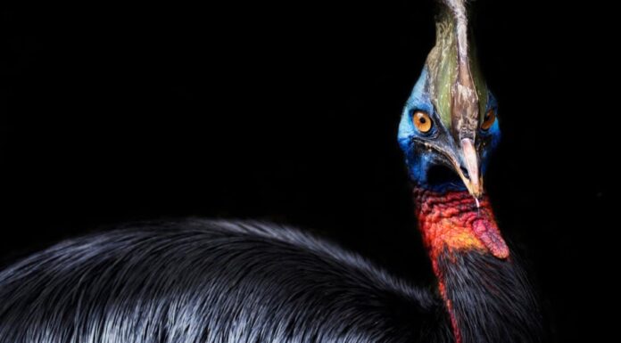 Nuovo studio sul casuario: l'uccello più pericoloso d'Australia era una volta un animale domestico preistorico
