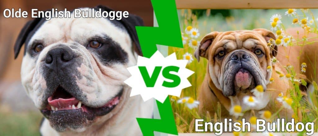 Bulldog inglese antico contro Bulldog inglese