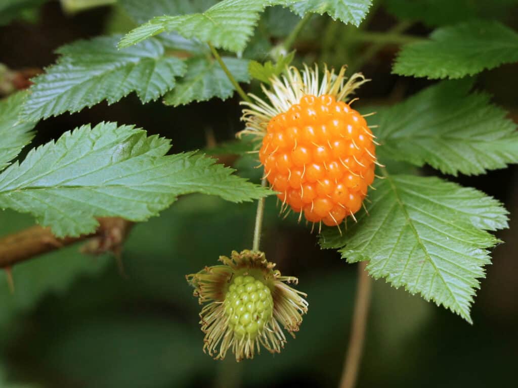 Frutti di bosco