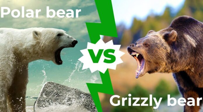 Orsi polari contro orsi grizzly: chi vincerebbe in un combattimento?
