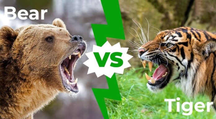 Orso contro tigre: chi vincerebbe in un combattimento?
