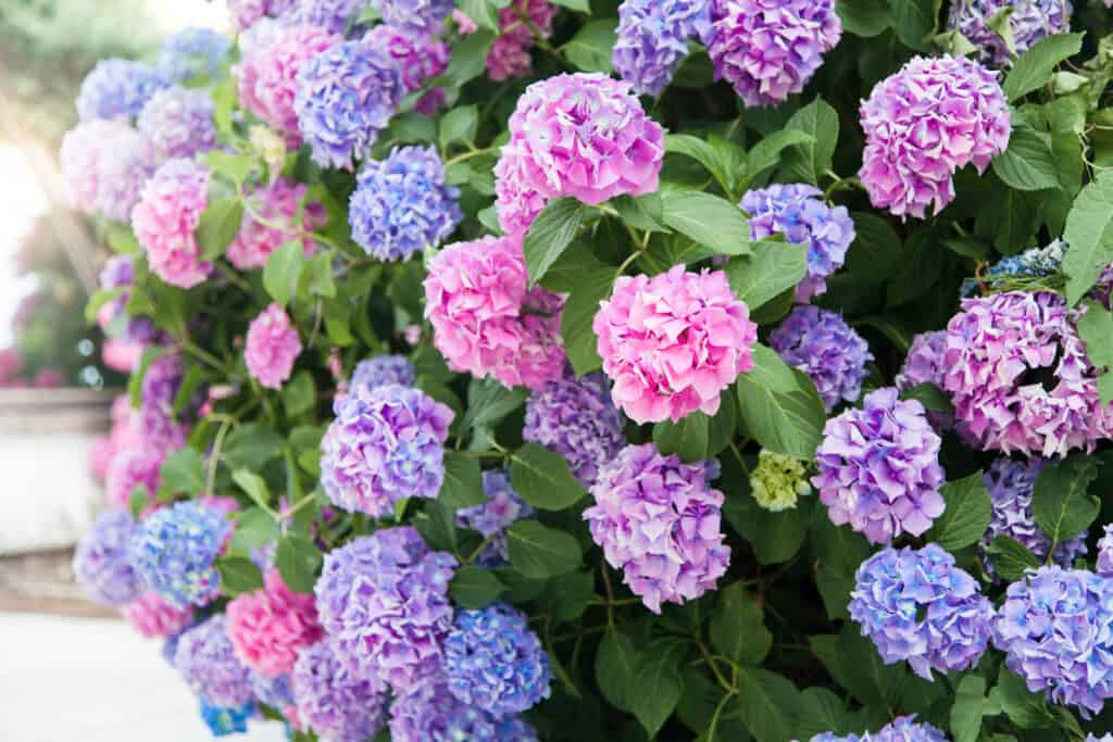 Fiori di ortensia in rosa, blu, lilla e viola