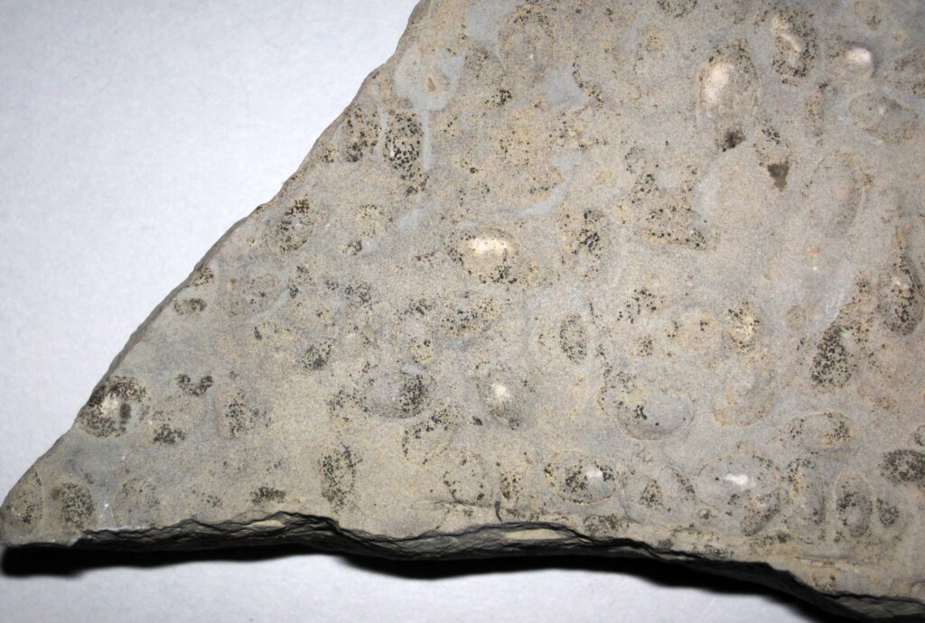 Ostracodi fossilizzati in dolostone 