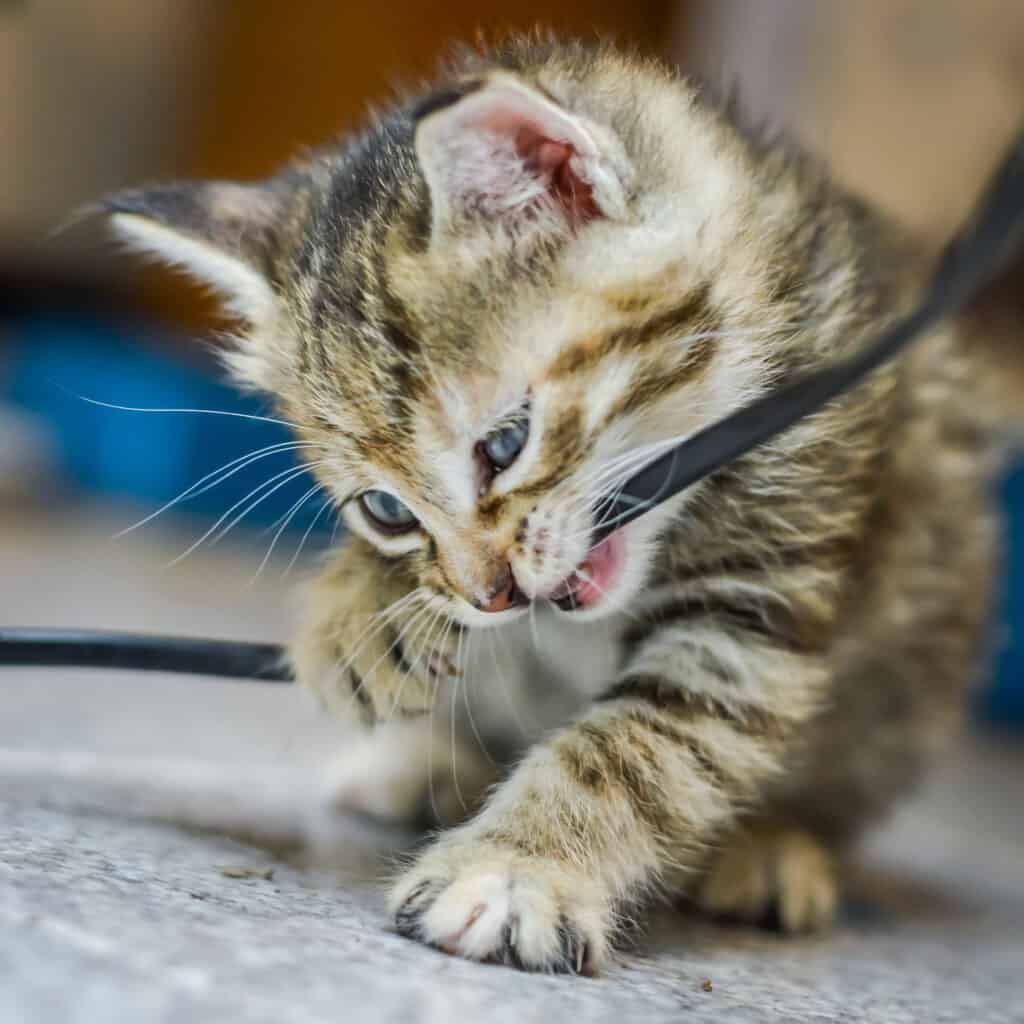 ritratto di un gattino marrone chiaro a strisce di un mese e occhi azzurri che masticano un cavo elettrico, messa a fuoco poco profonda
