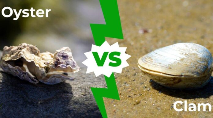 Oyster vs Clam: 7 principali differenze spiegate
