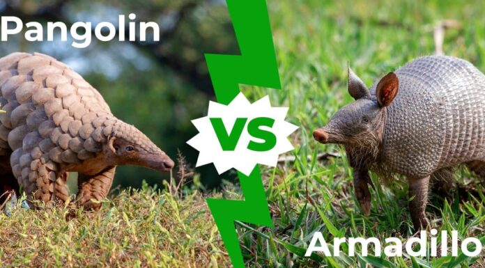 Pangolin vs Armadillo: 9 differenze chiave spiegate
