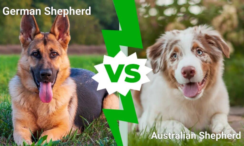 pastore tedesco vs pastore australiano